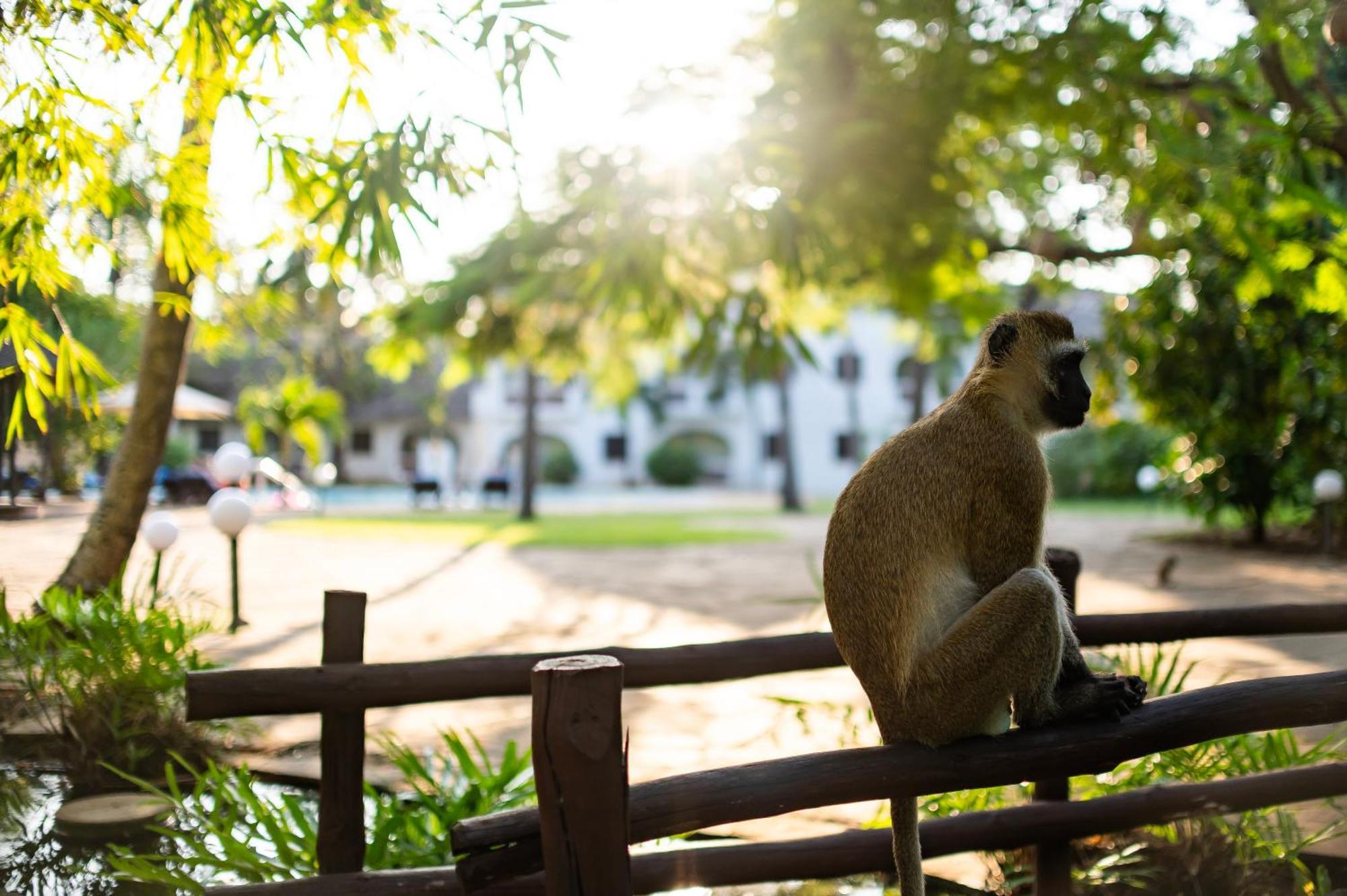 Diamonds Leisure Beach & Golf Resort Diani Beach Εξωτερικό φωτογραφία A vervet monkey at the Johannesburg Zoo